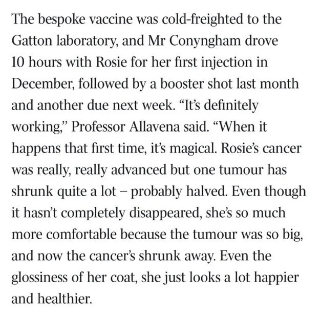 Professor Allavena quote: It's definitely working. Rosie's cancer was really, really advanced but one tumour has shrunk quite a lot — probably halved.